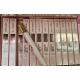Perfumetki ARV-322